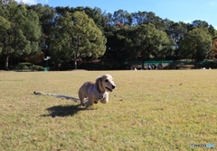 クウちゃん公園デビュー３