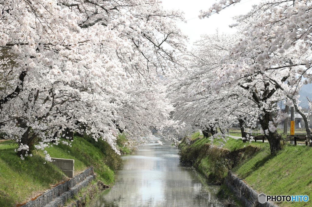 桜 旅先にて２