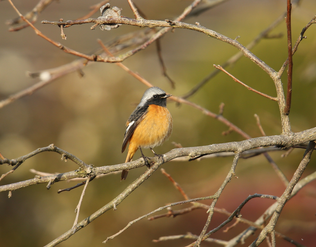 ジョウビタキ15311