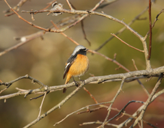 ジョウビタキ15311