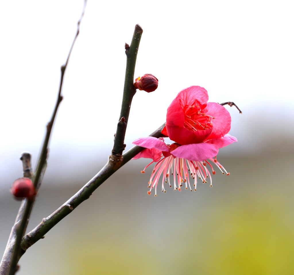 紅梅　庭にて