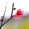 紅梅　庭にて