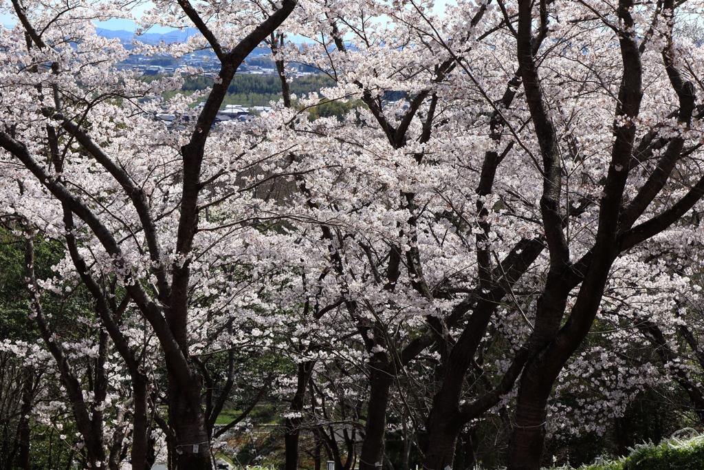 播磨中央公園にて　その３