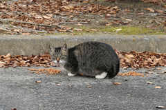 ねこさん（播磨中央公園）