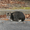 ねこさん（播磨中央公園）