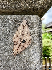 分かるかな？  擬態交尾中