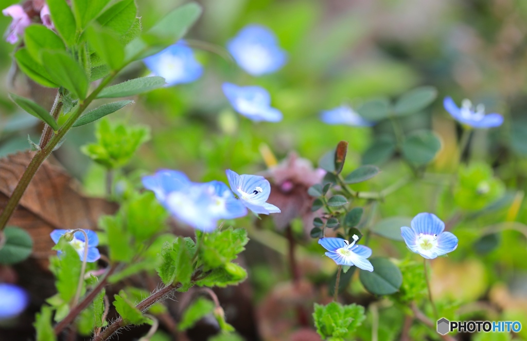 オオイヌノフグリ２