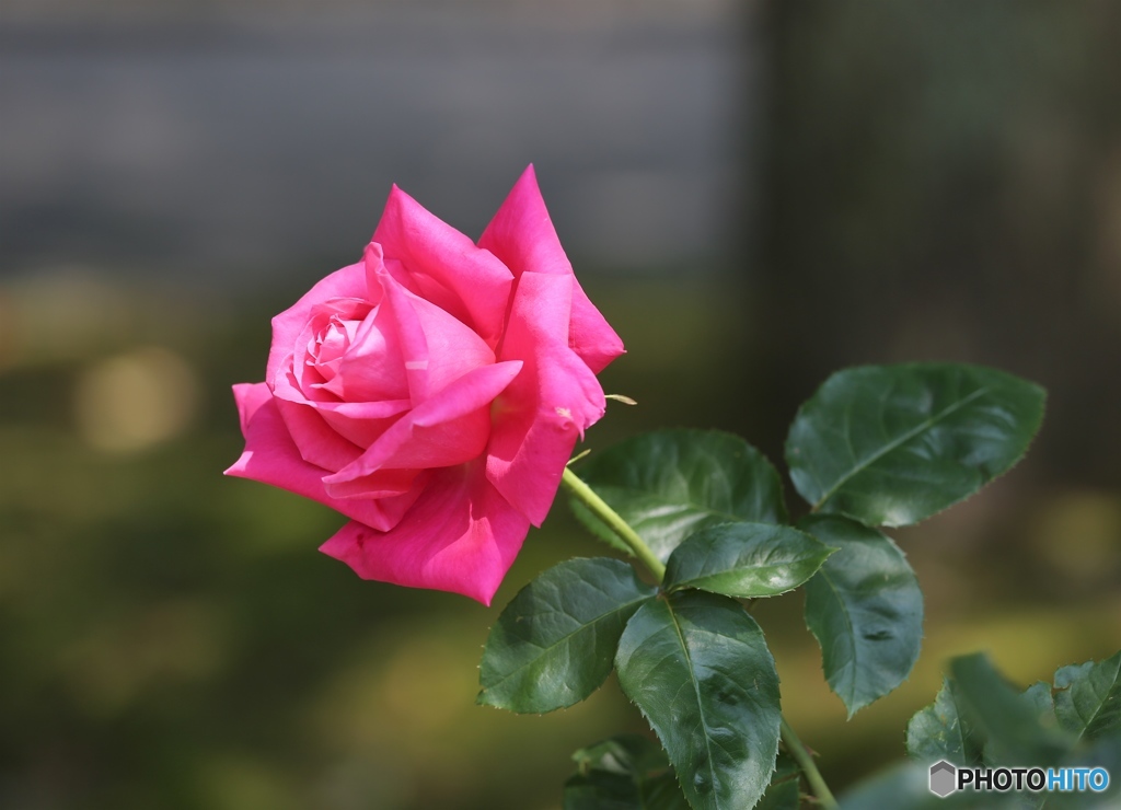 バラ園にてー播磨中央公園ー２