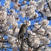 ひよ桜