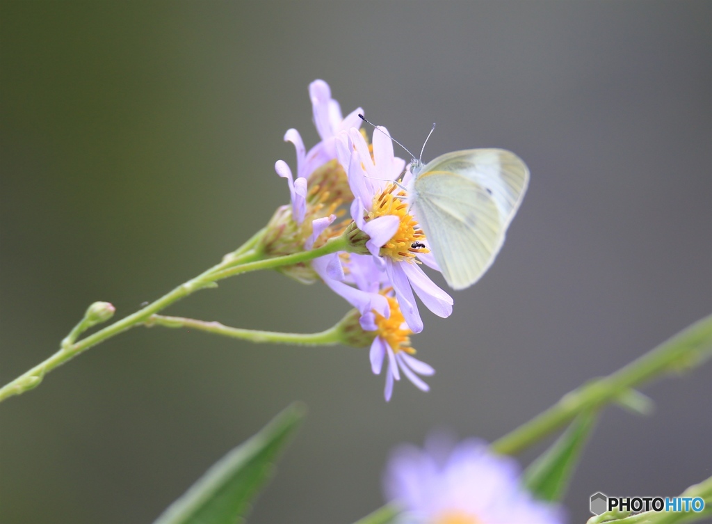 花とチョウ　-a022試し撮り-