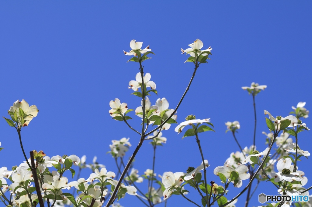 ハナミズキ　eos80d試し撮り