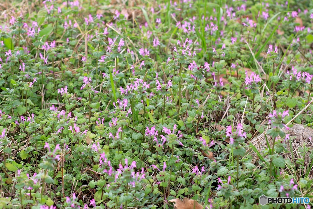 ホトケノザ　開花（冬）