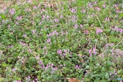 ホトケノザ　開花（冬）