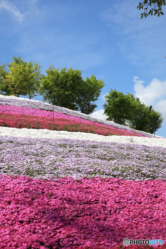 ヤマサ蒲鉾工場 芝桜の小径にて