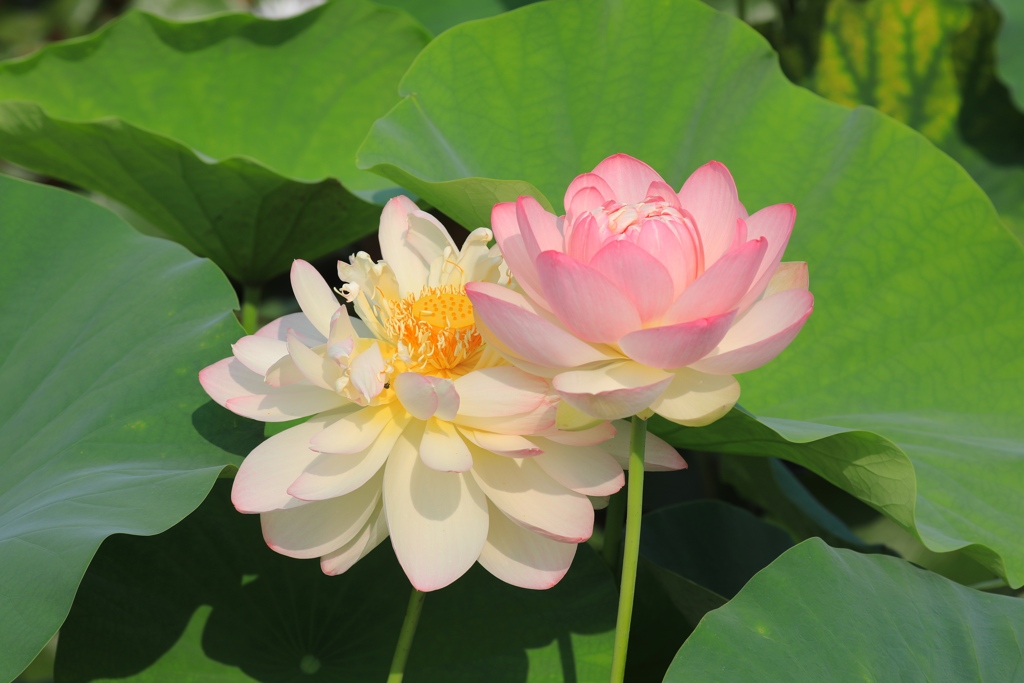 平池公園にて　ー仲良しー
