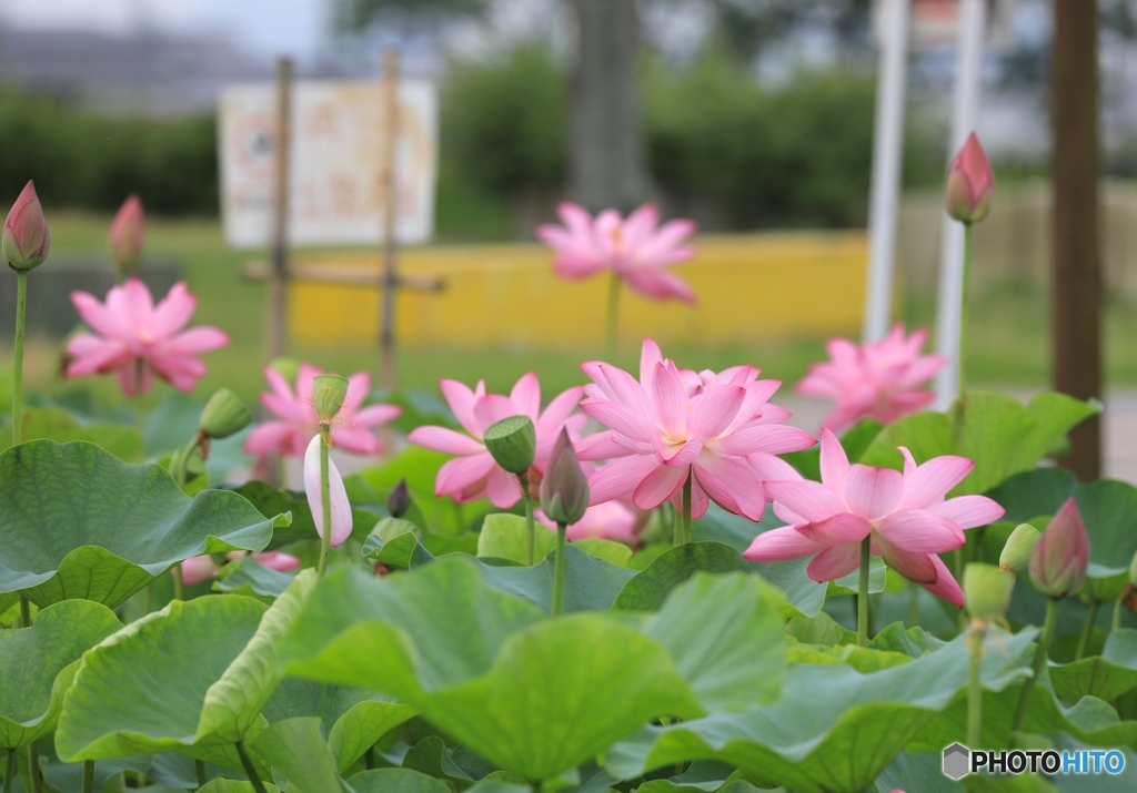 平池公園にて２