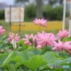 平池公園にて２
