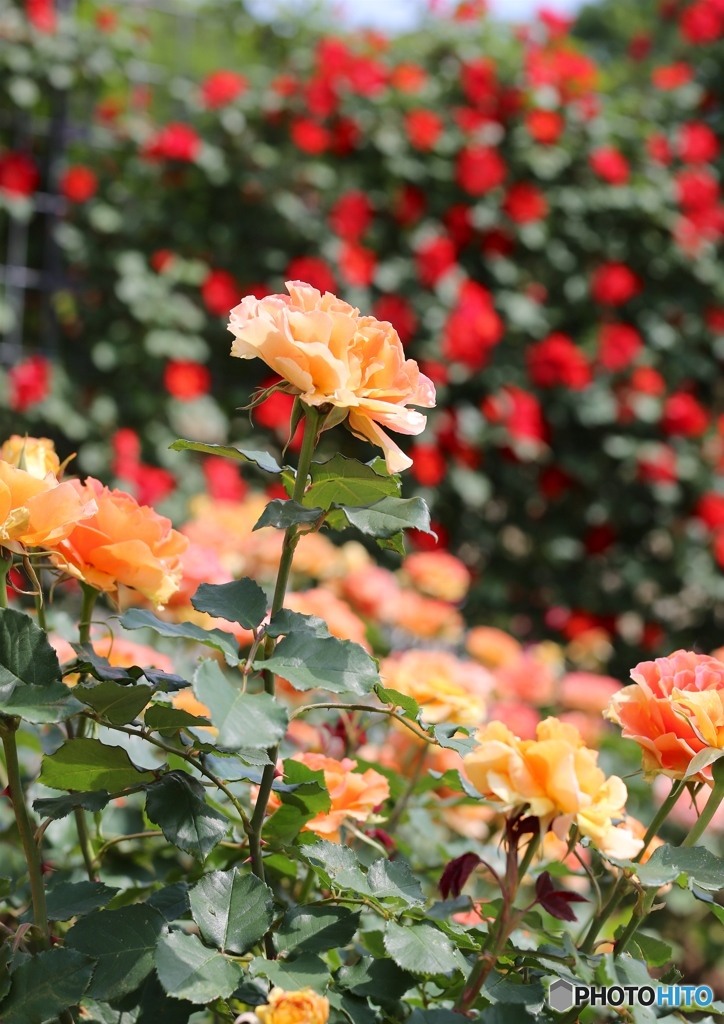 バラ園にてー播磨中央公園ー５