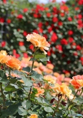 バラ園にてー播磨中央公園ー５