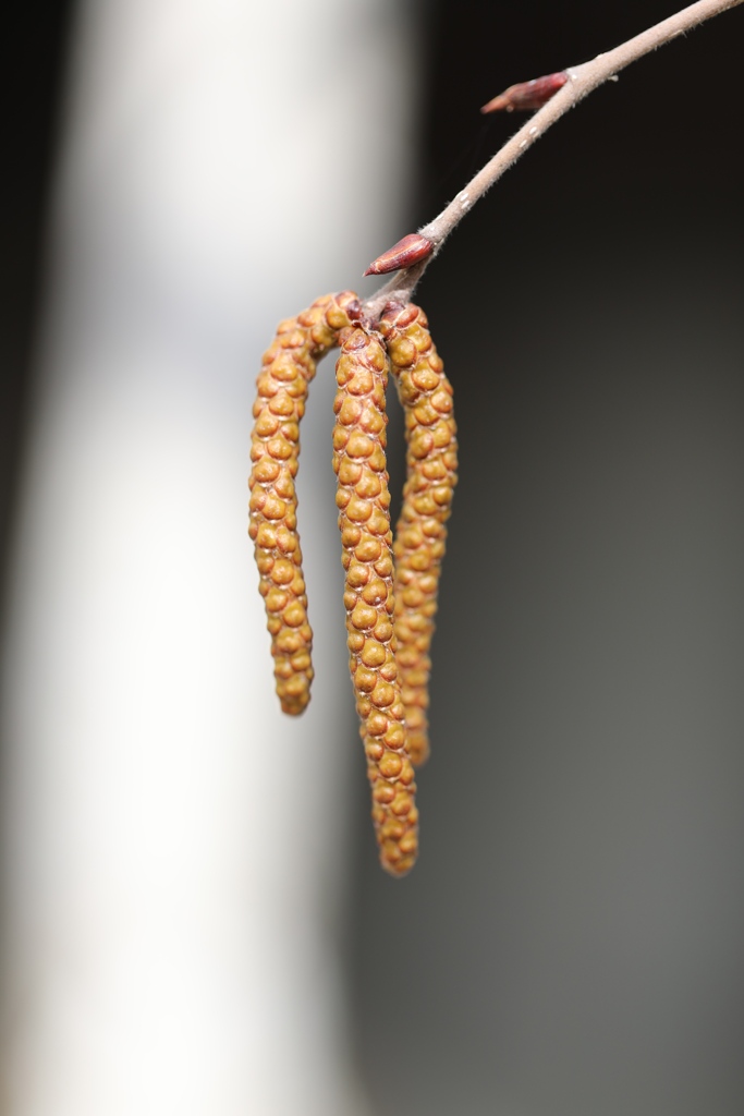 我が家の白樺　雄花？　まだ準備中