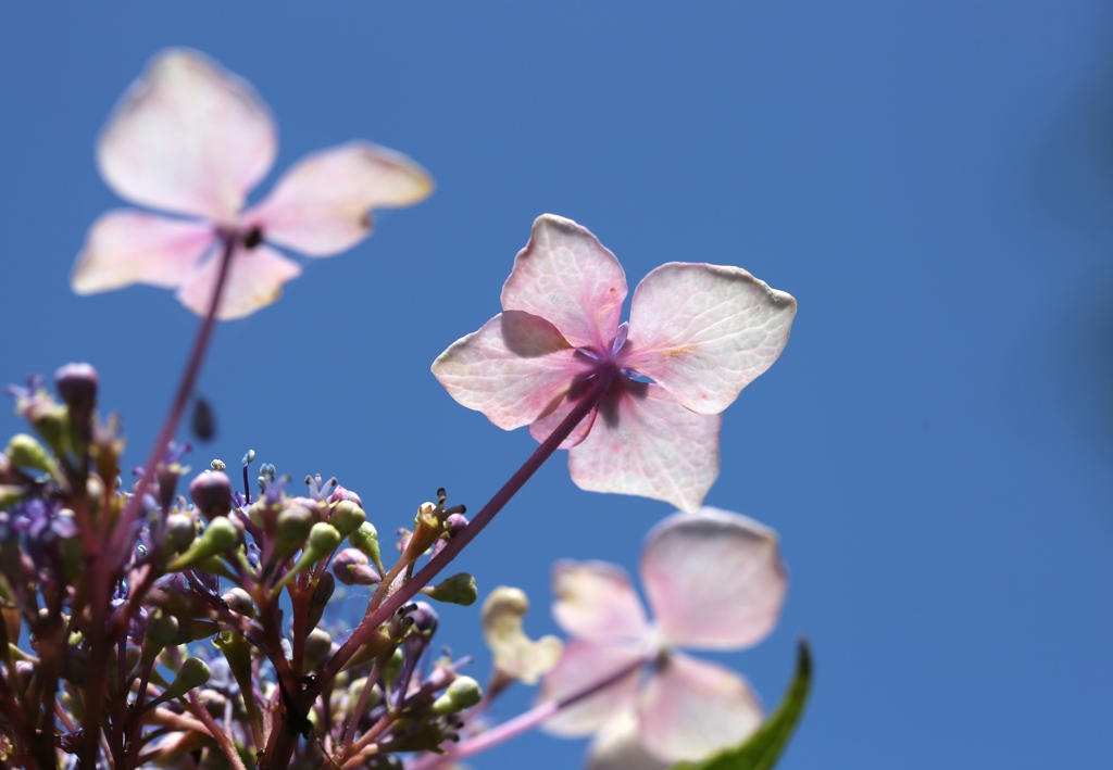 紫陽花4