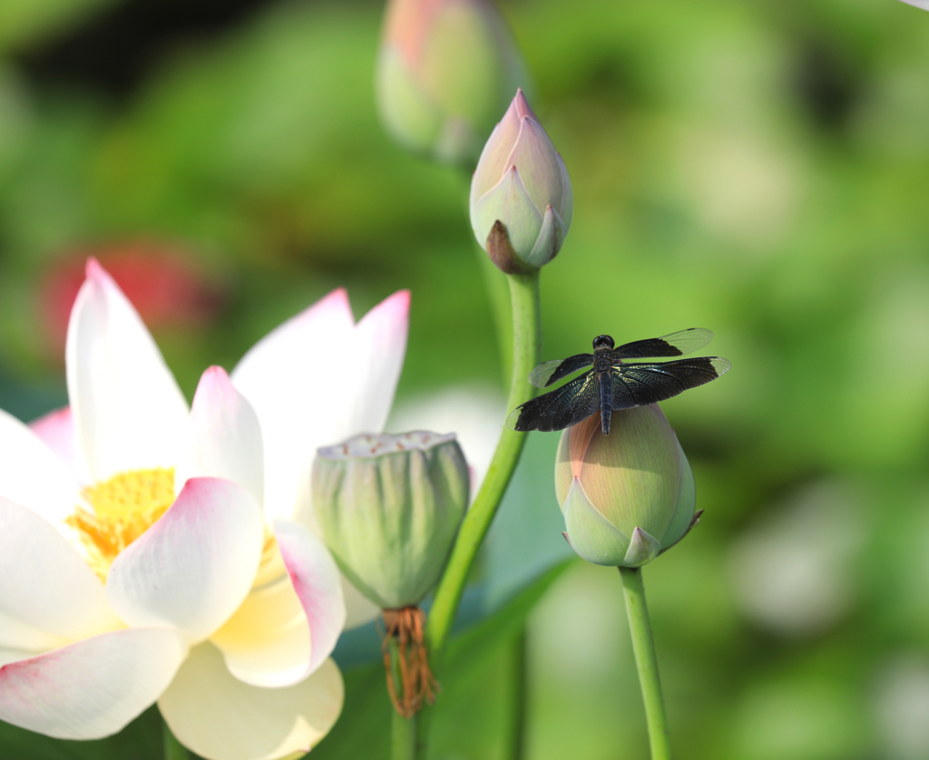 平池公園にて（２）
