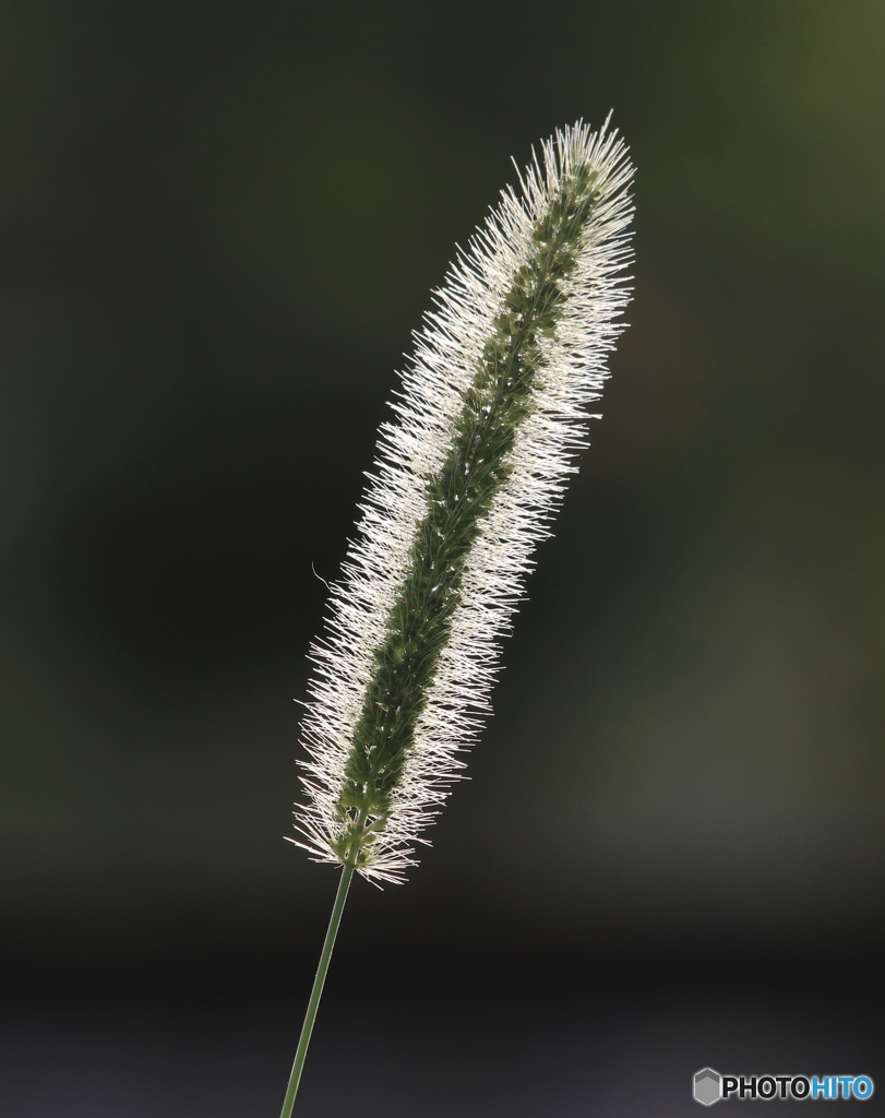 エノコログサ１