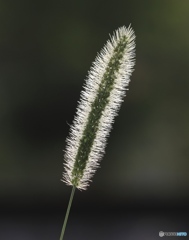 エノコログサ１