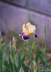 庭にてーハナショウブー