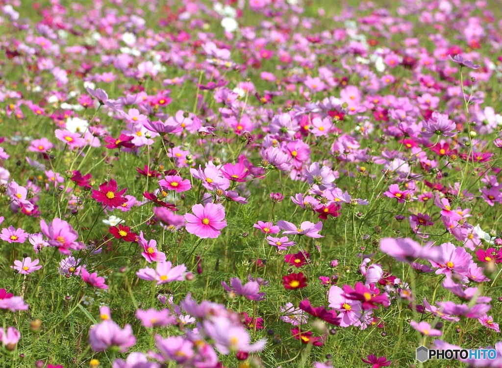 コスモス