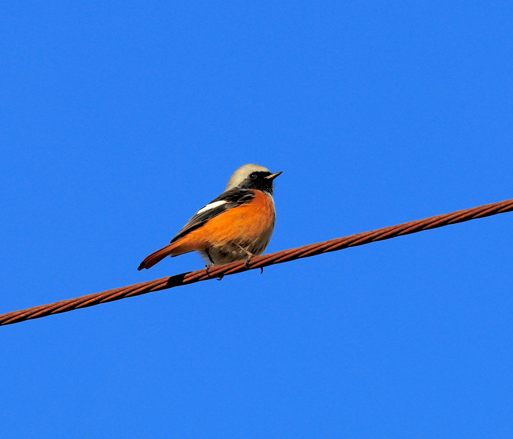 おかえりジョビさん１