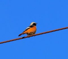 おかえりジョビさん1 おかえりジョビさん1