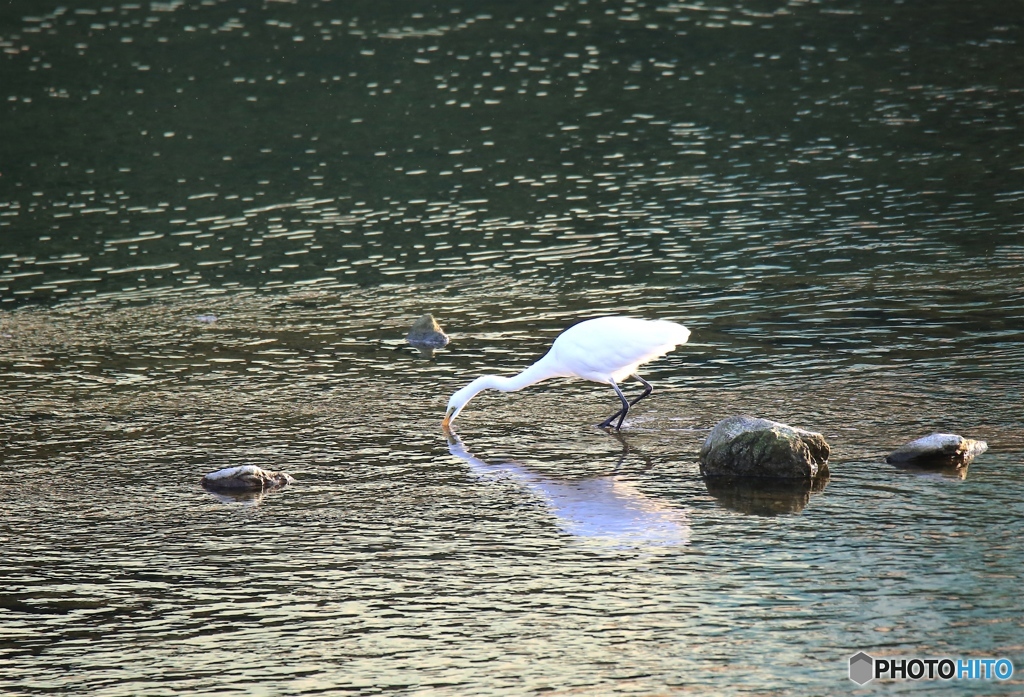 シラサギ