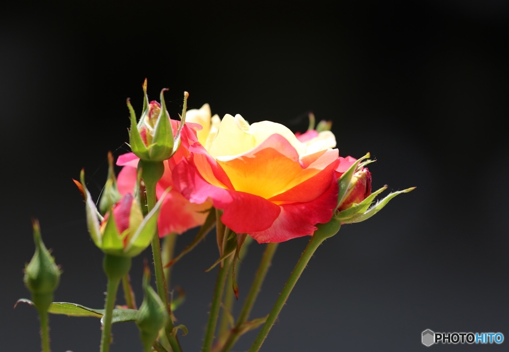 バラ園にてー播磨中央公園ー３