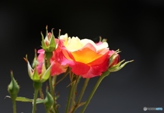 バラ園にてー播磨中央公園ー３