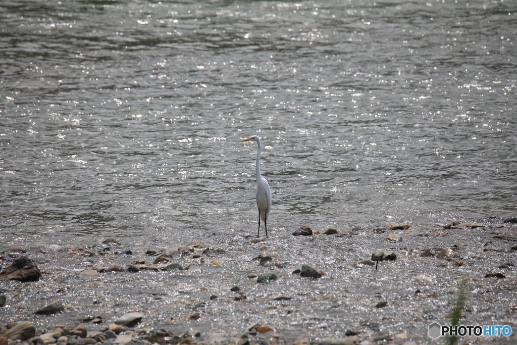 近くの川にて　台風一過