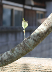 ハナミズキ　新芽