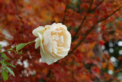 薔薇と秋色