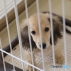 クウちゃん　オリの中