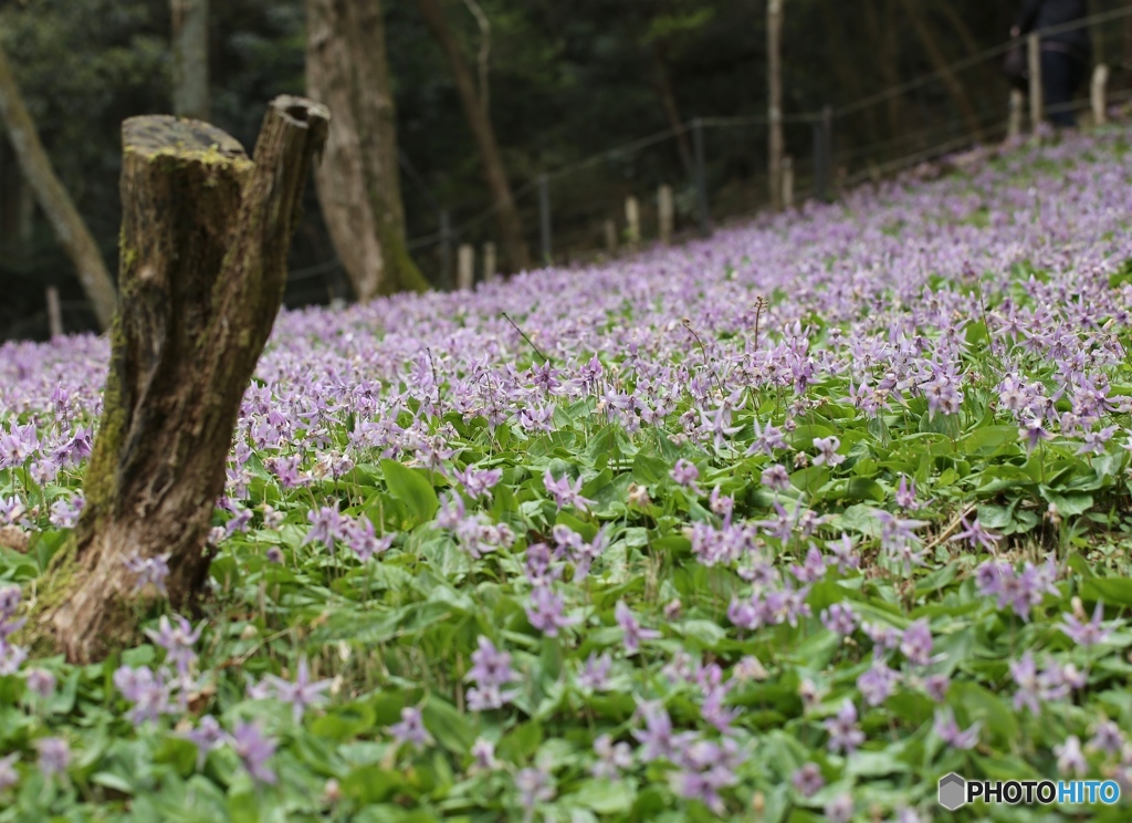 カタクリの里にて１