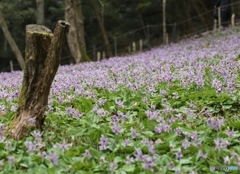 カタクリの里にて１