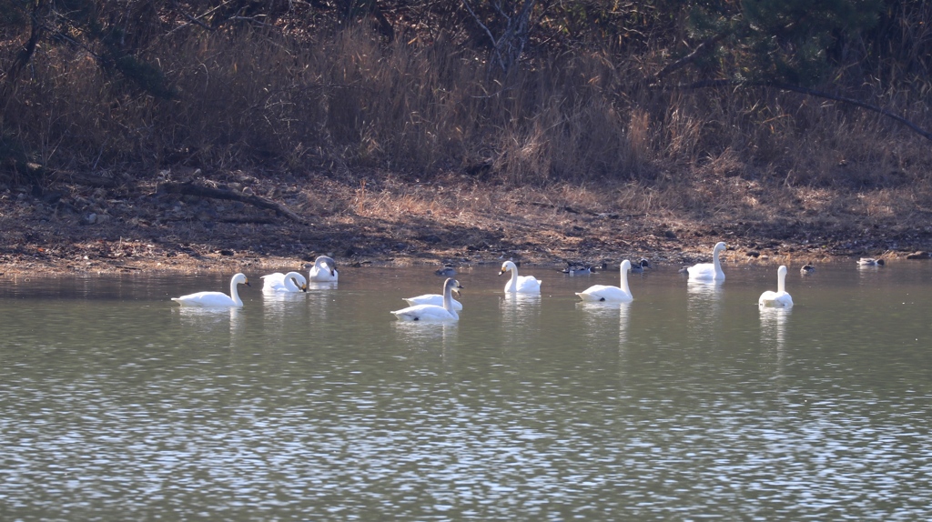 まったりタイム　　鴨池公園にて