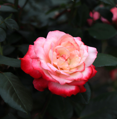 薔薇 その１　ー播磨中央公園にてー