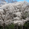播磨中央公園にて　その４