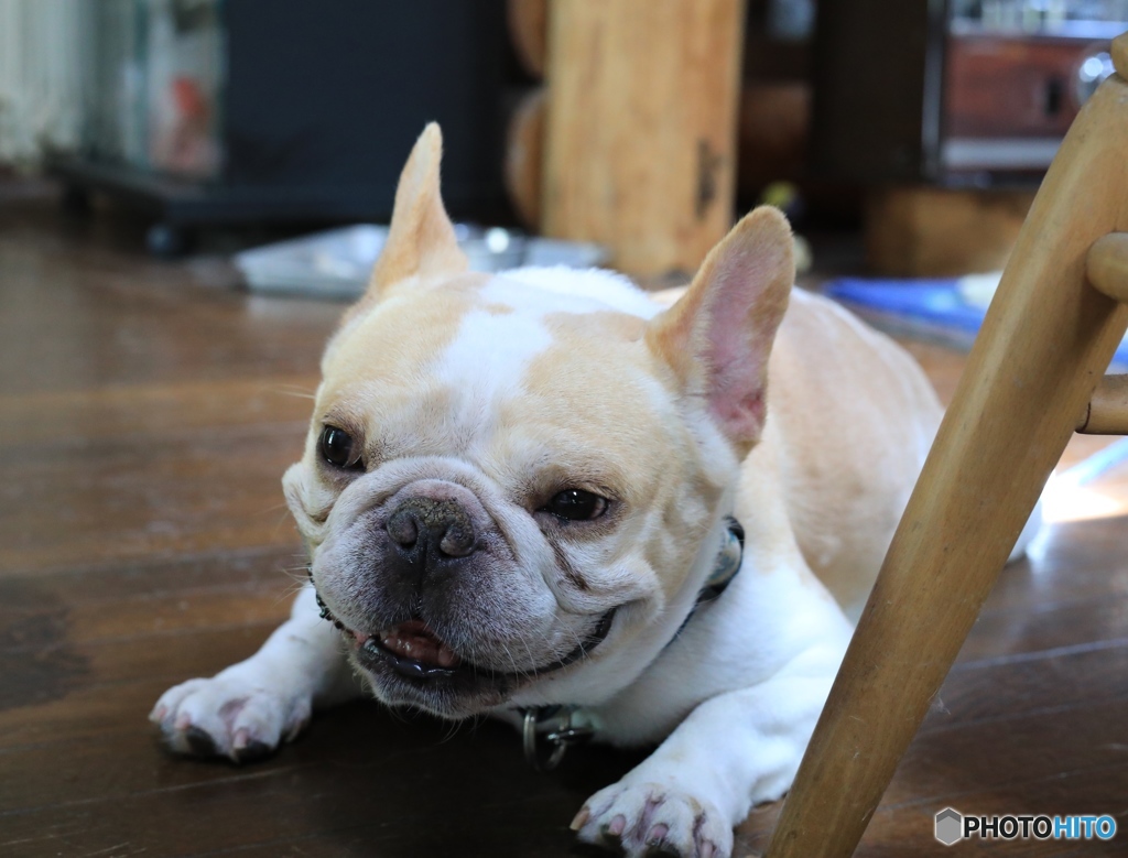 蕎麦屋のゴンタ君