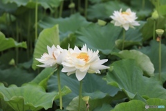 彦根城にて