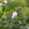 秋薔薇３