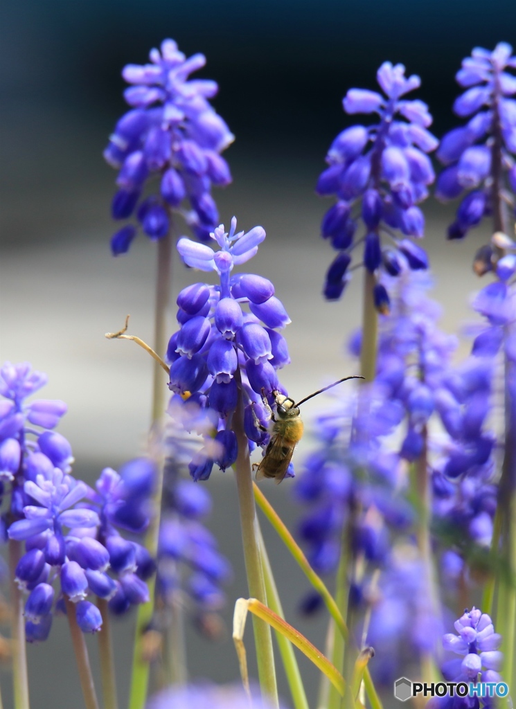 ムスカリとアブさん