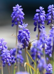 ムスカリとアブさん