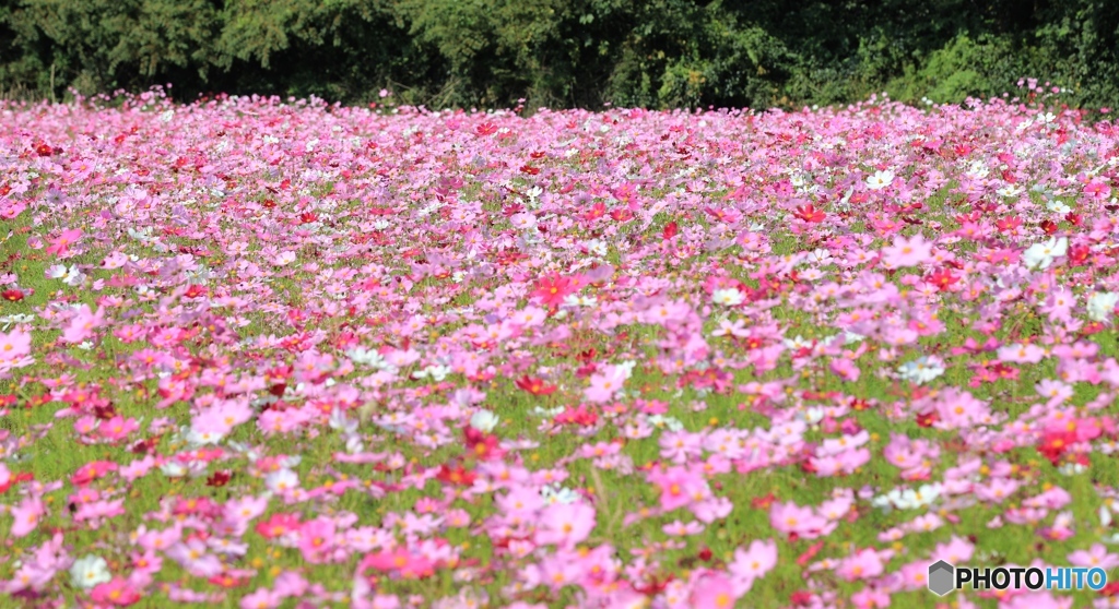 コスモス畑にて